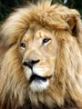 animal 3