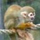 animal 4