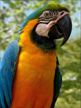 animal 5