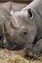animal 6
